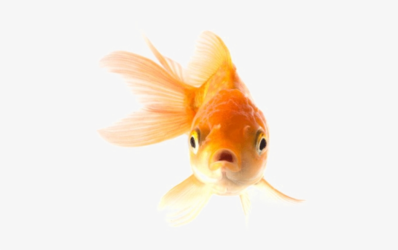 Detail Gold Fish Png Nomer 20