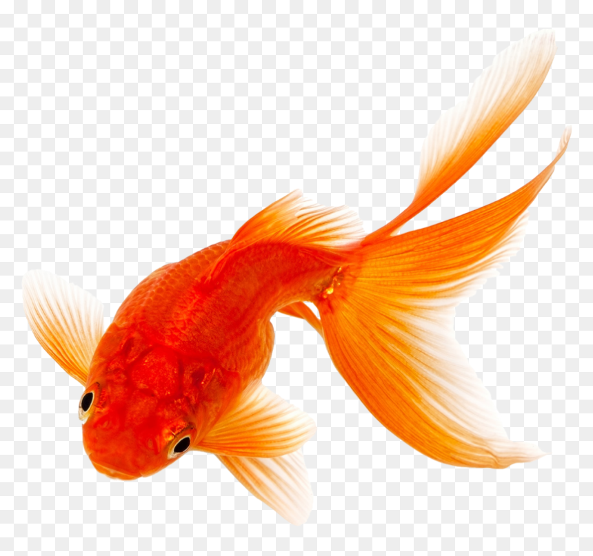 Detail Gold Fish Png Nomer 23