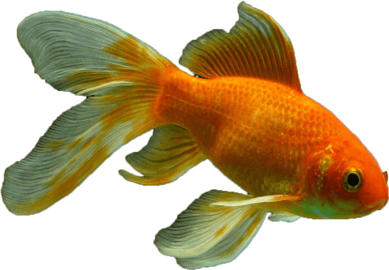 Detail Gold Fish Png Nomer 24