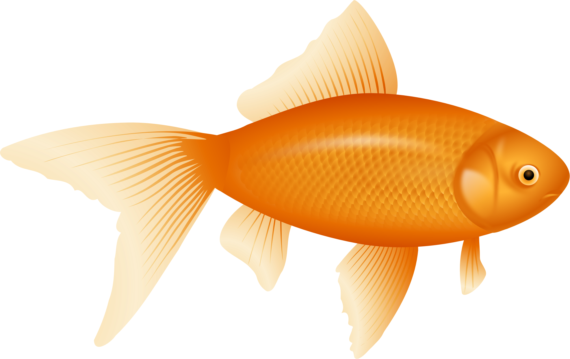 Detail Gold Fish Png Nomer 26