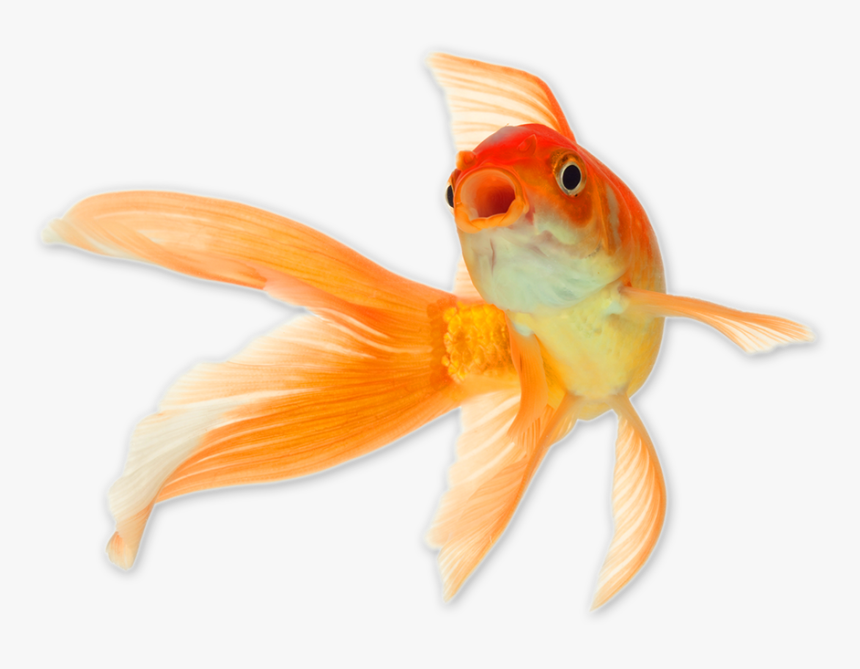 Detail Gold Fish Png Nomer 4