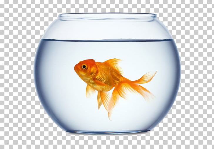 Detail Gold Fish Png Nomer 30