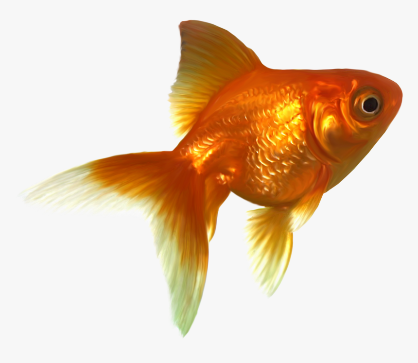 Detail Gold Fish Png Nomer 35