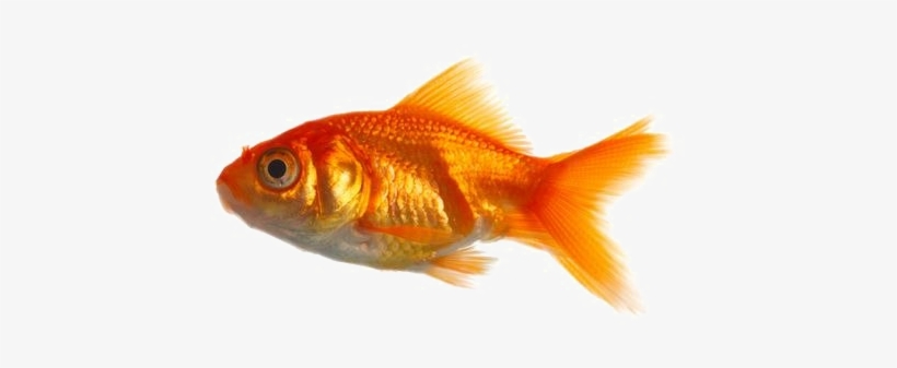 Detail Gold Fish Png Nomer 37