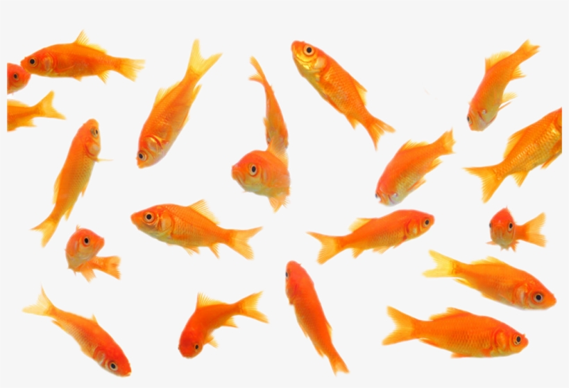 Detail Gold Fish Png Nomer 39