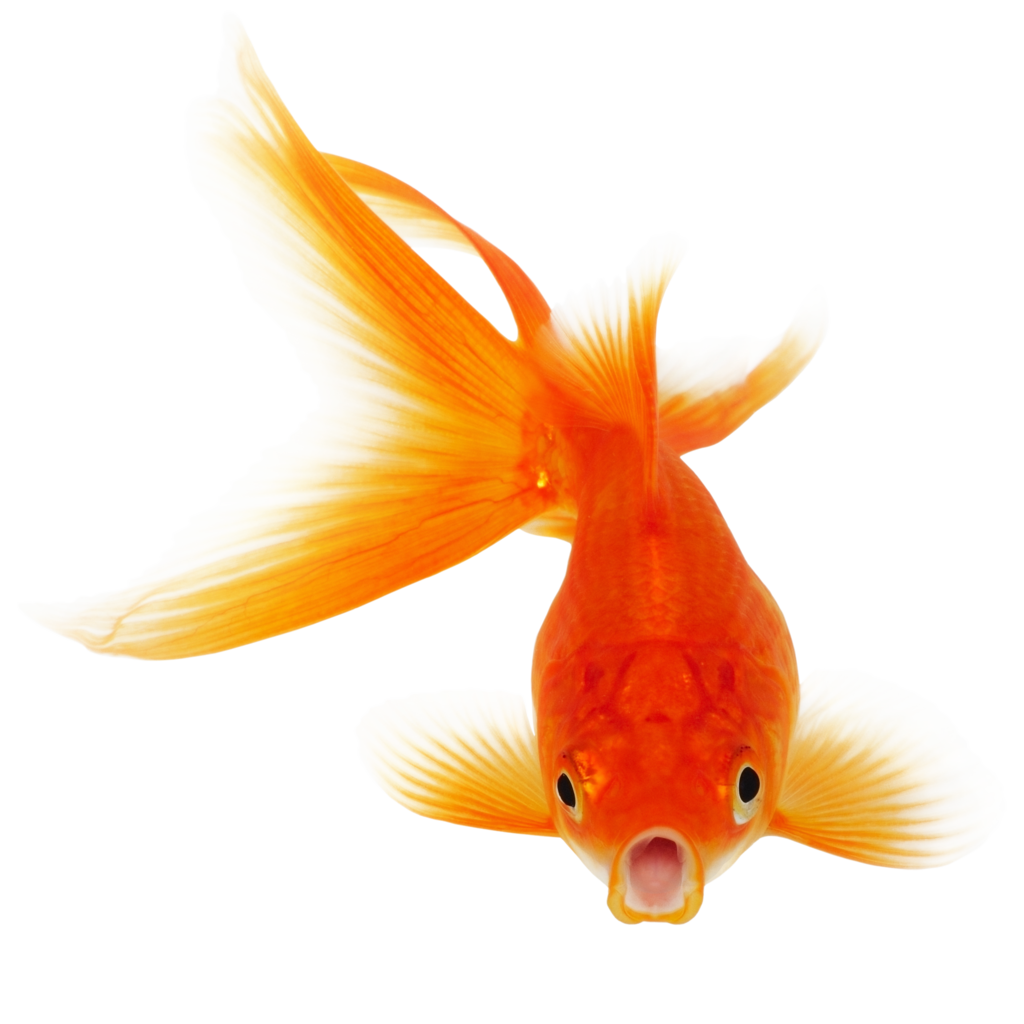 Detail Gold Fish Png Nomer 40