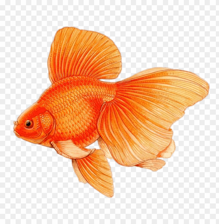 Detail Gold Fish Png Nomer 47