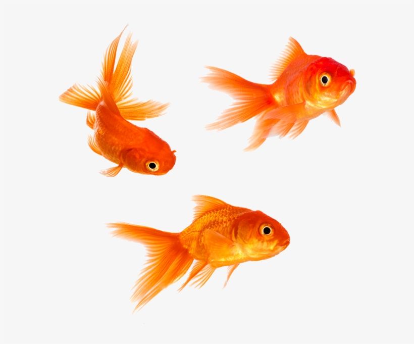 Detail Gold Fish Png Nomer 6