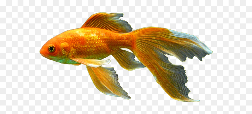 Detail Gold Fish Png Nomer 49