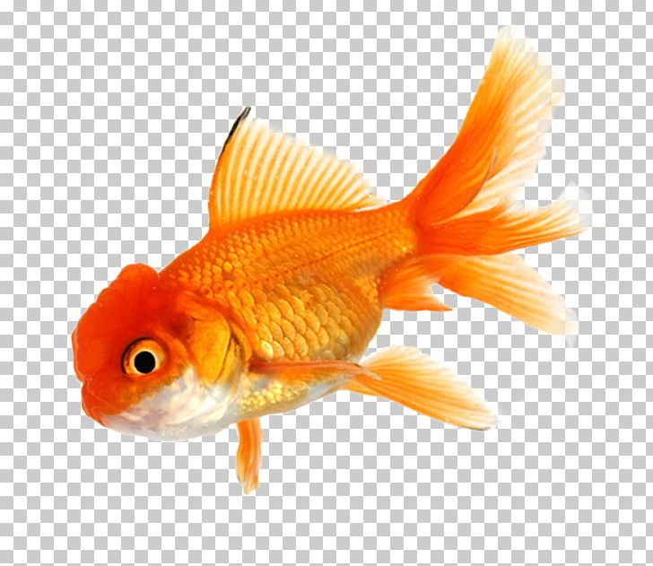 Detail Gold Fish Png Nomer 53