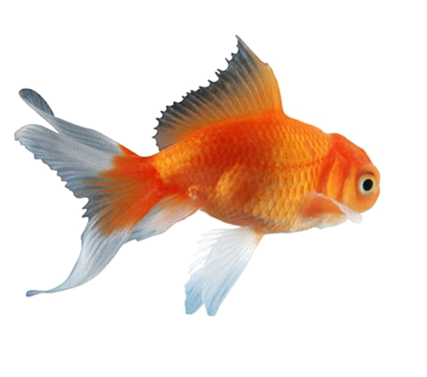 Download Gold Fish Png Nomer 55