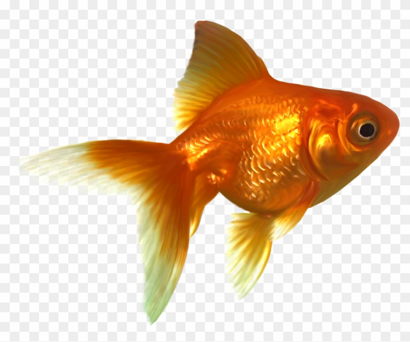 Detail Gold Fish Png Nomer 7
