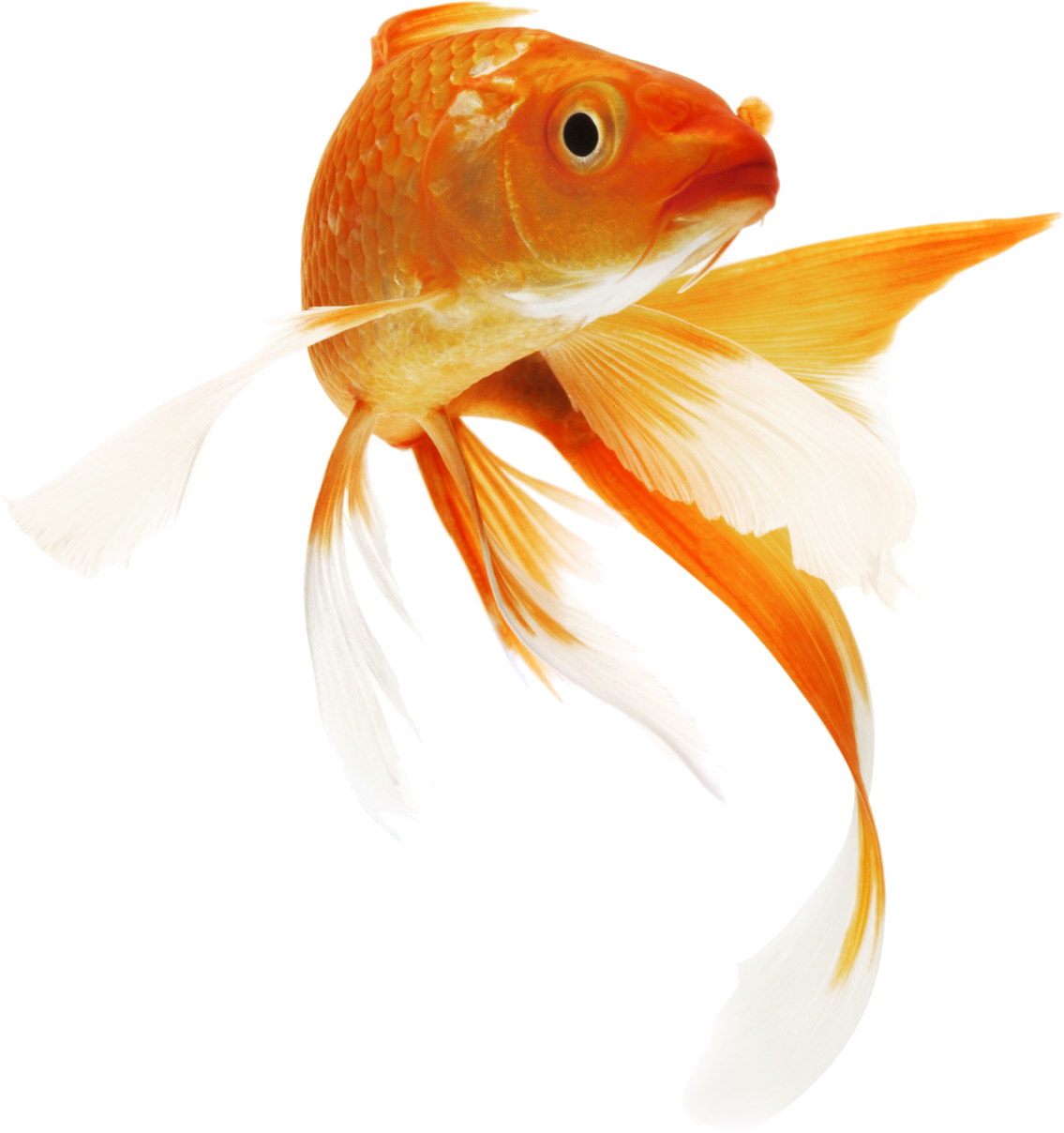 Detail Gold Fish Png Nomer 10