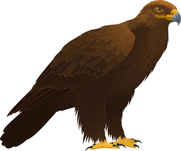 Detail Golden Eagle Clipart Nomer 4