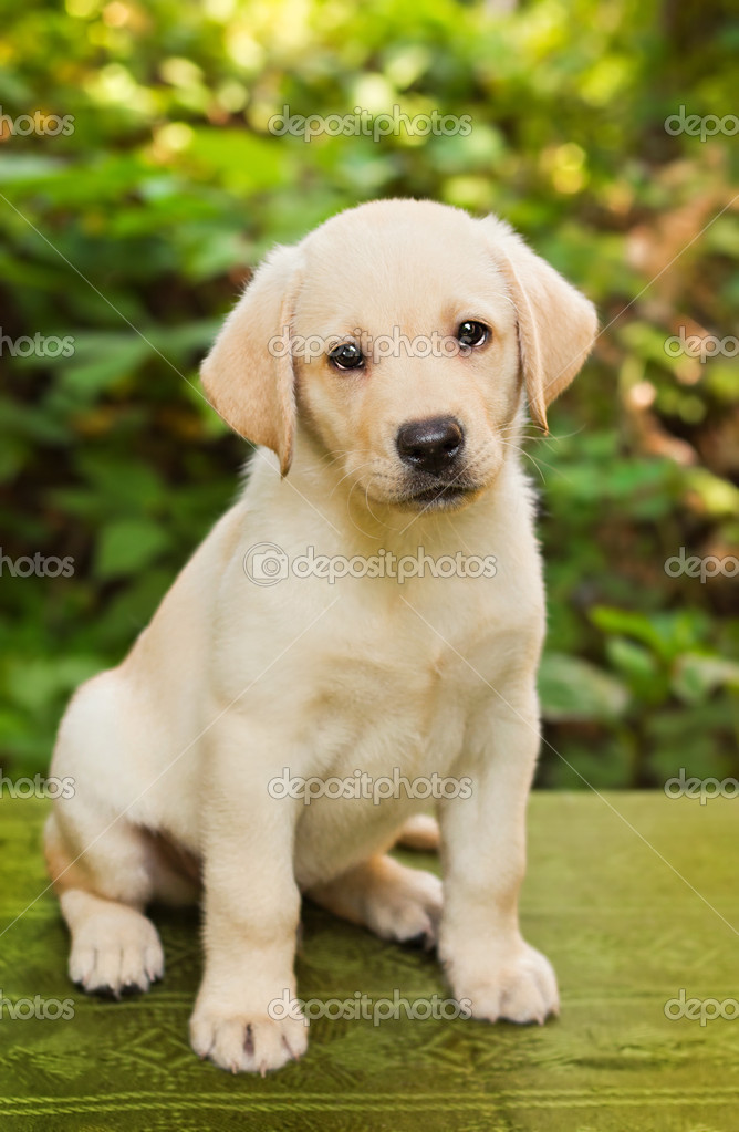 Detail Golden Lab Puppy Pictures Nomer 11