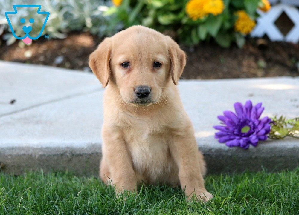 Detail Golden Lab Puppy Pictures Nomer 4