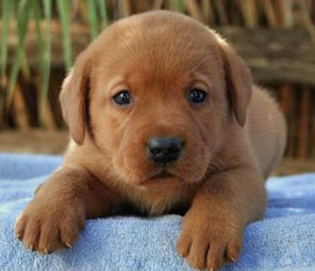 Detail Golden Lab Puppy Pictures Nomer 32