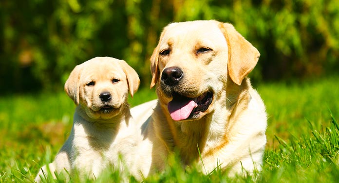 Detail Golden Lab Puppy Pictures Nomer 34