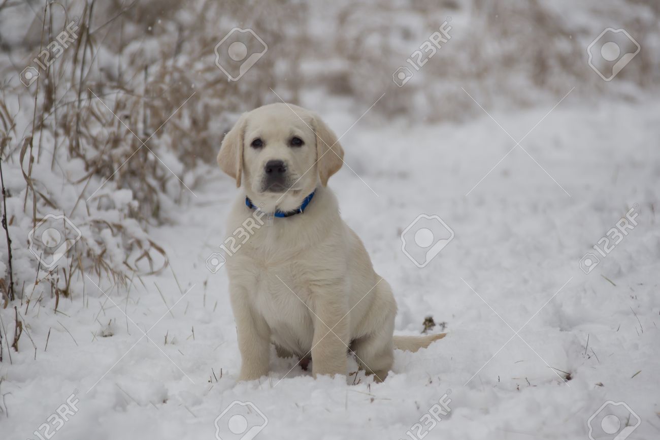 Detail Golden Lab Puppy Pictures Nomer 48