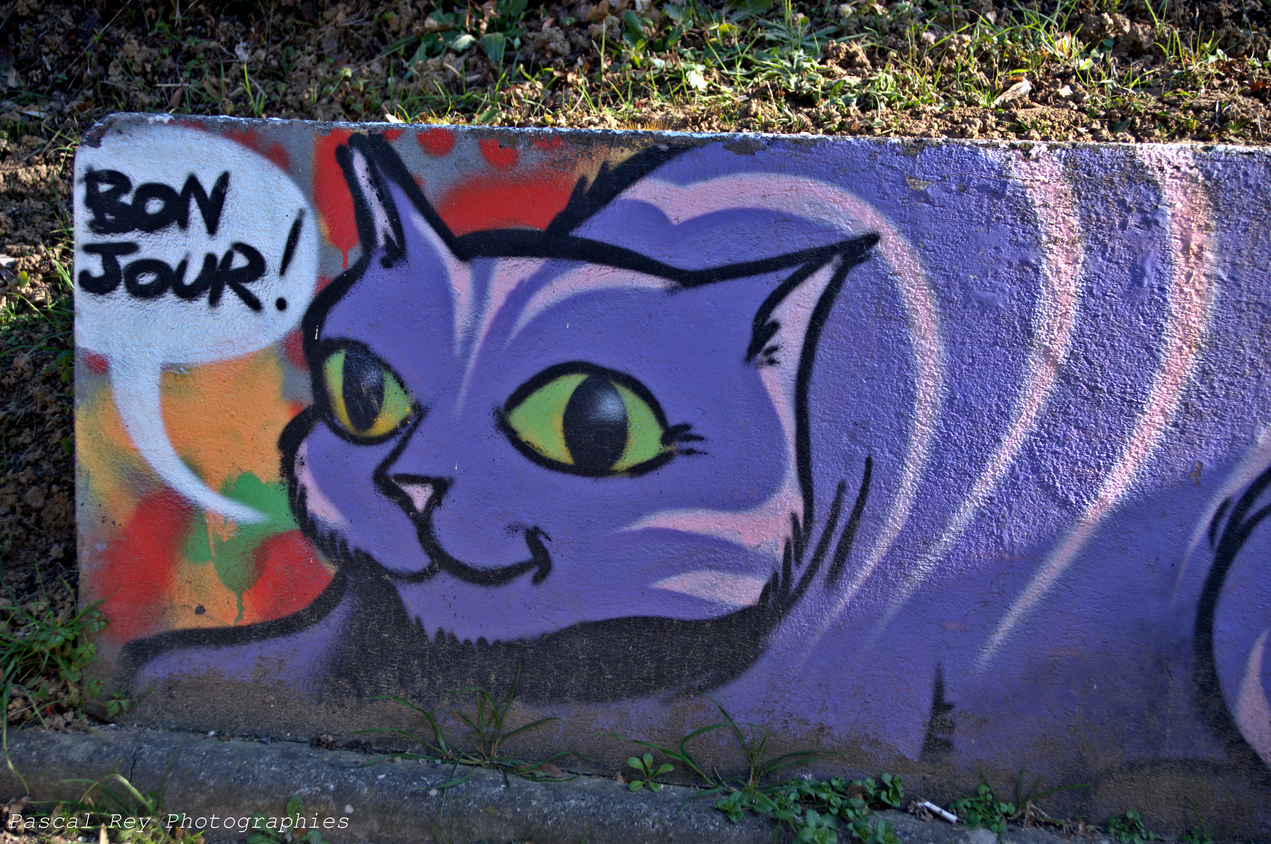 Detail Kucing Graffiti Nomer 46