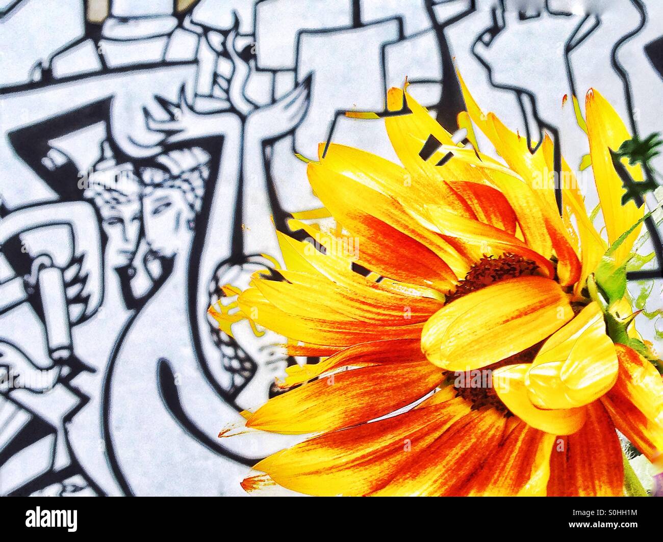 Sunflower Graffiti - KibrisPDR