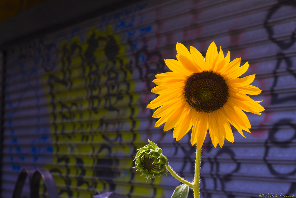 Detail Sunflower Graffiti Nomer 35