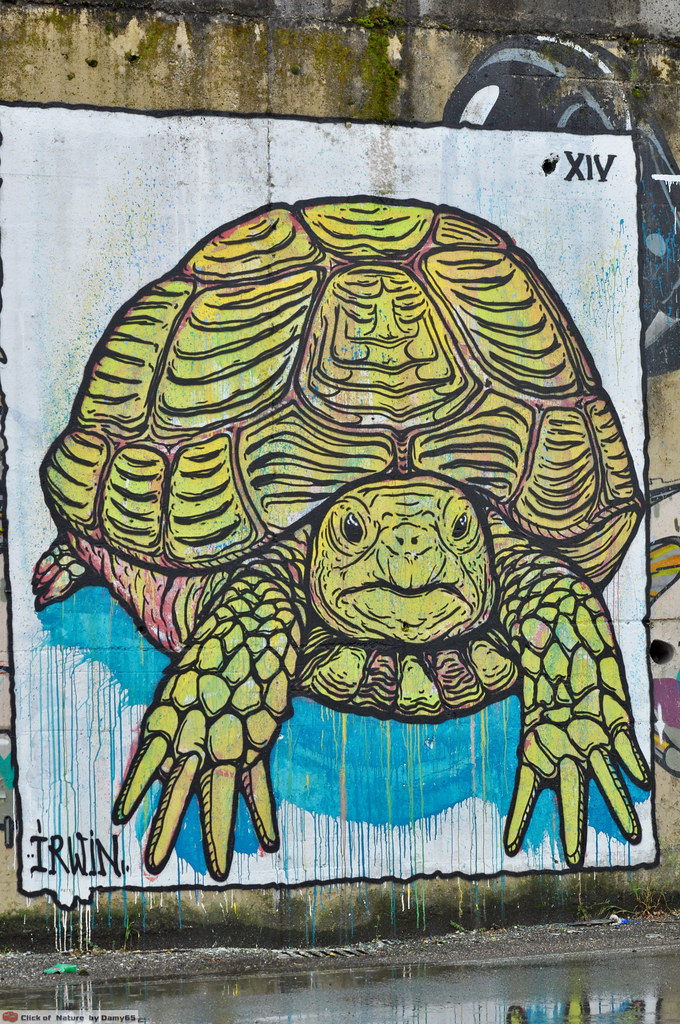 Detail Turtle Graffiti Nomer 46