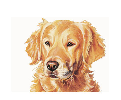 Detail Golden Retriever Clip Art Free Nomer 17