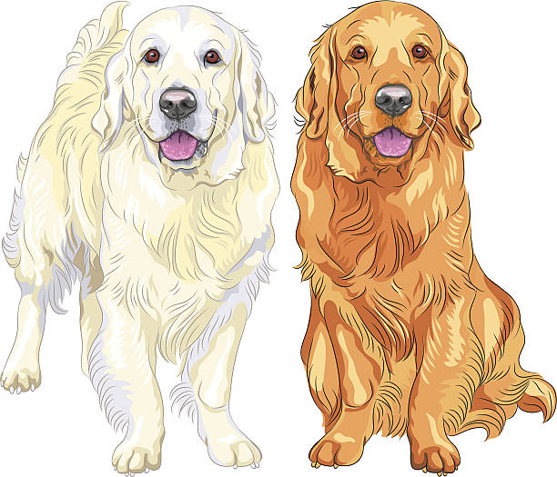 Detail Golden Retriever Clipart Free Nomer 8