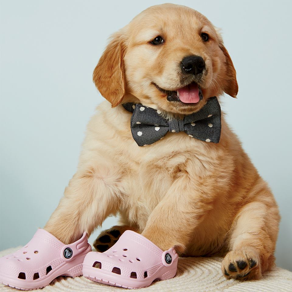 Detail Golden Retriever Crocs Nomer 11