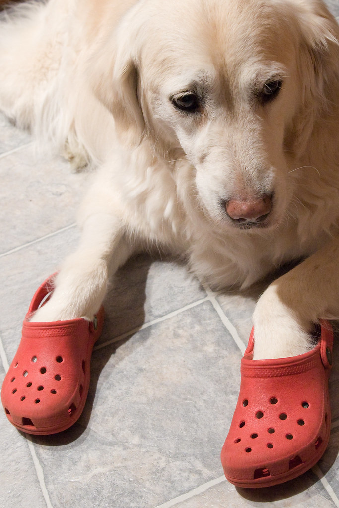 Detail Golden Retriever Crocs Nomer 14