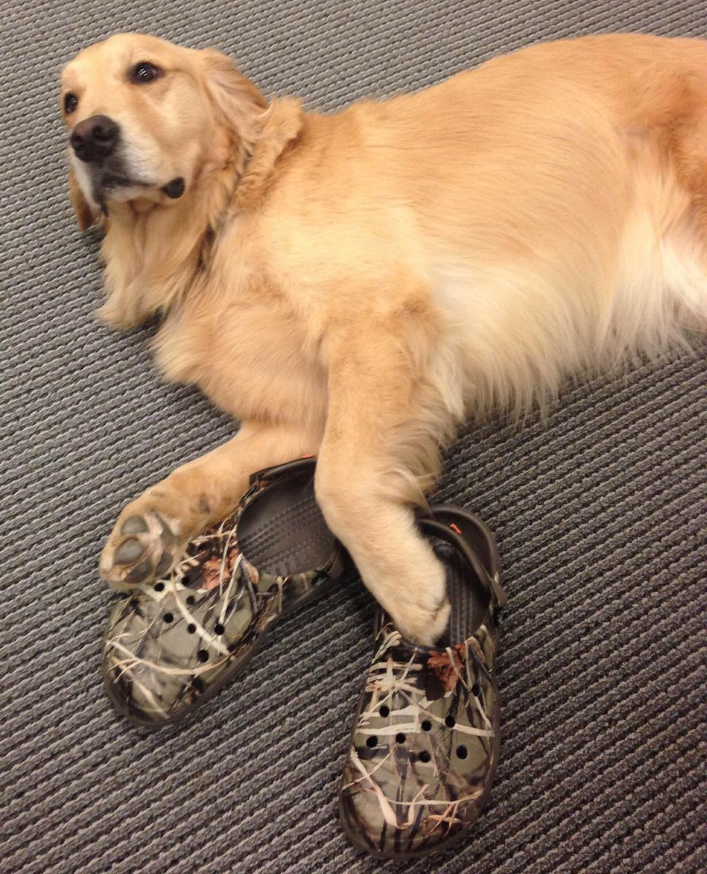 Detail Golden Retriever Crocs Nomer 16