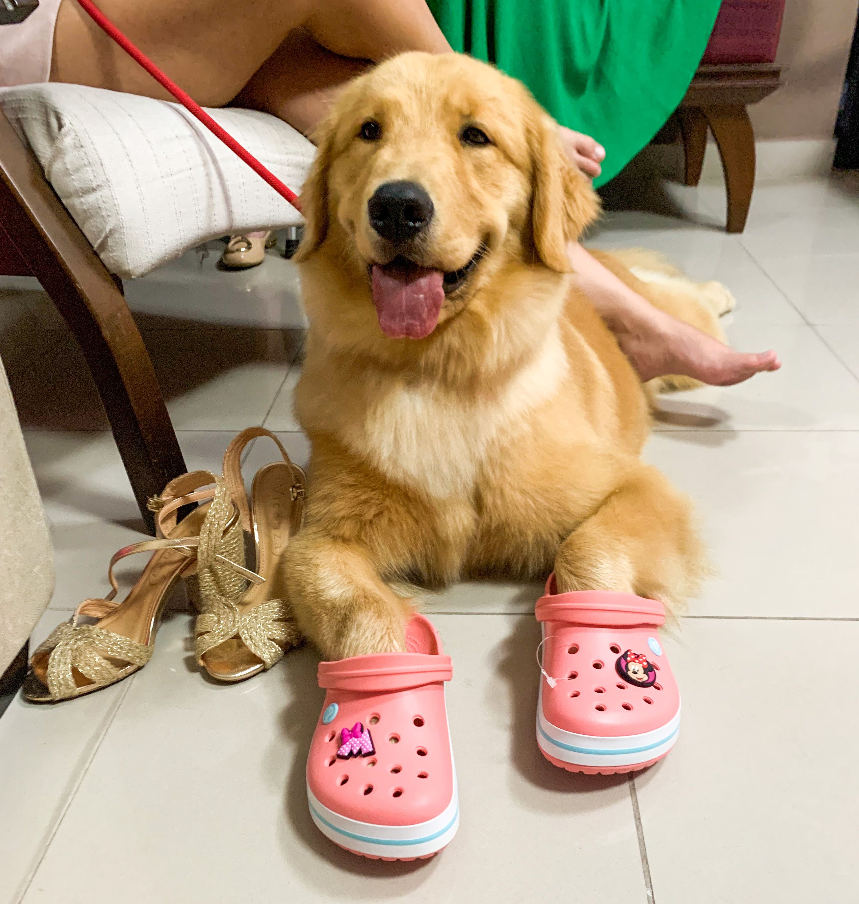 Detail Golden Retriever Crocs Nomer 17