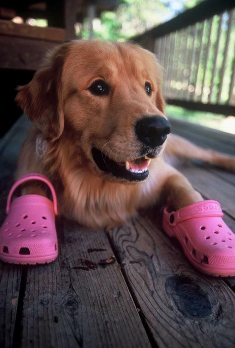 Detail Golden Retriever Crocs Nomer 25