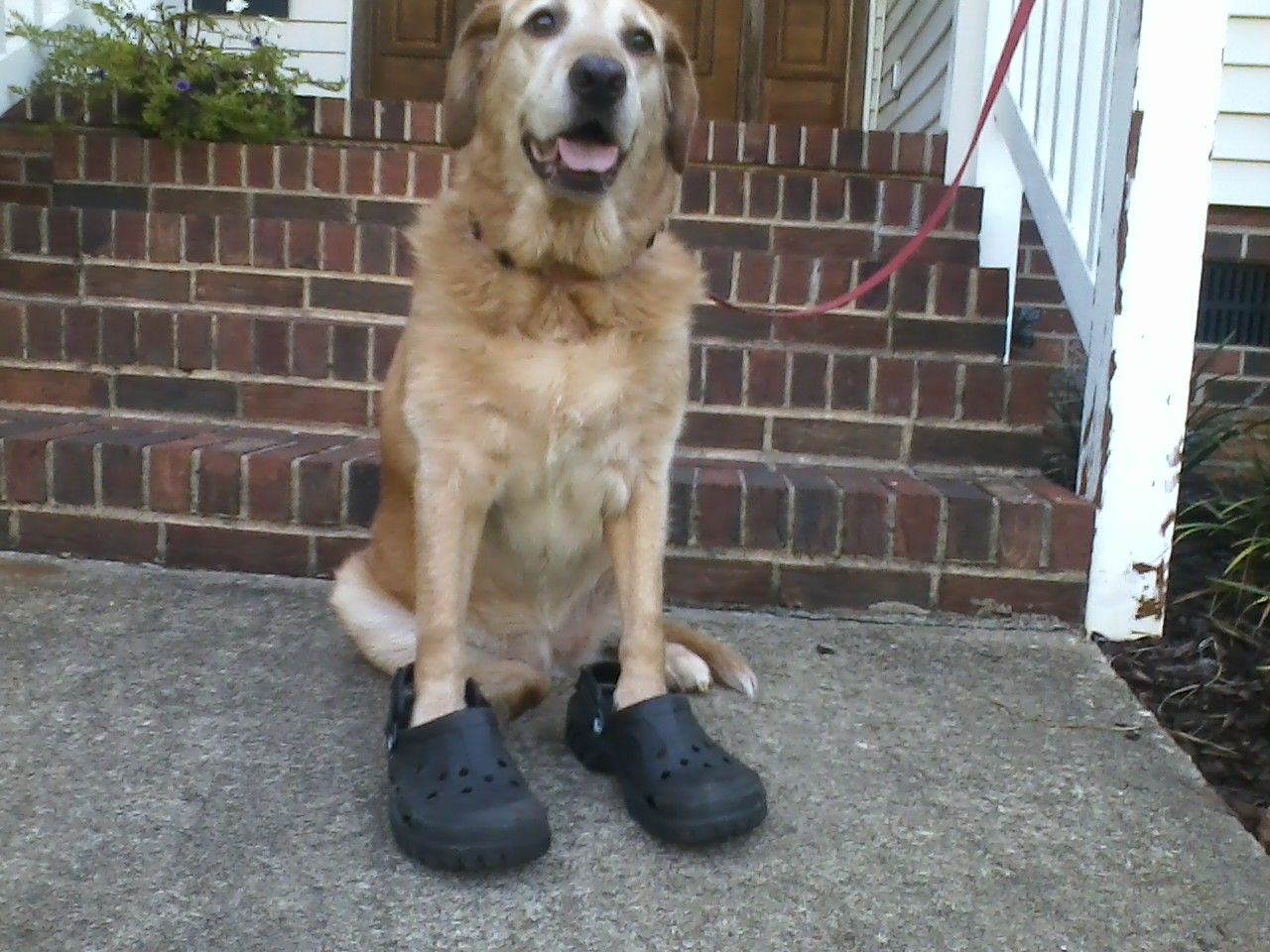 Detail Golden Retriever Crocs Nomer 34