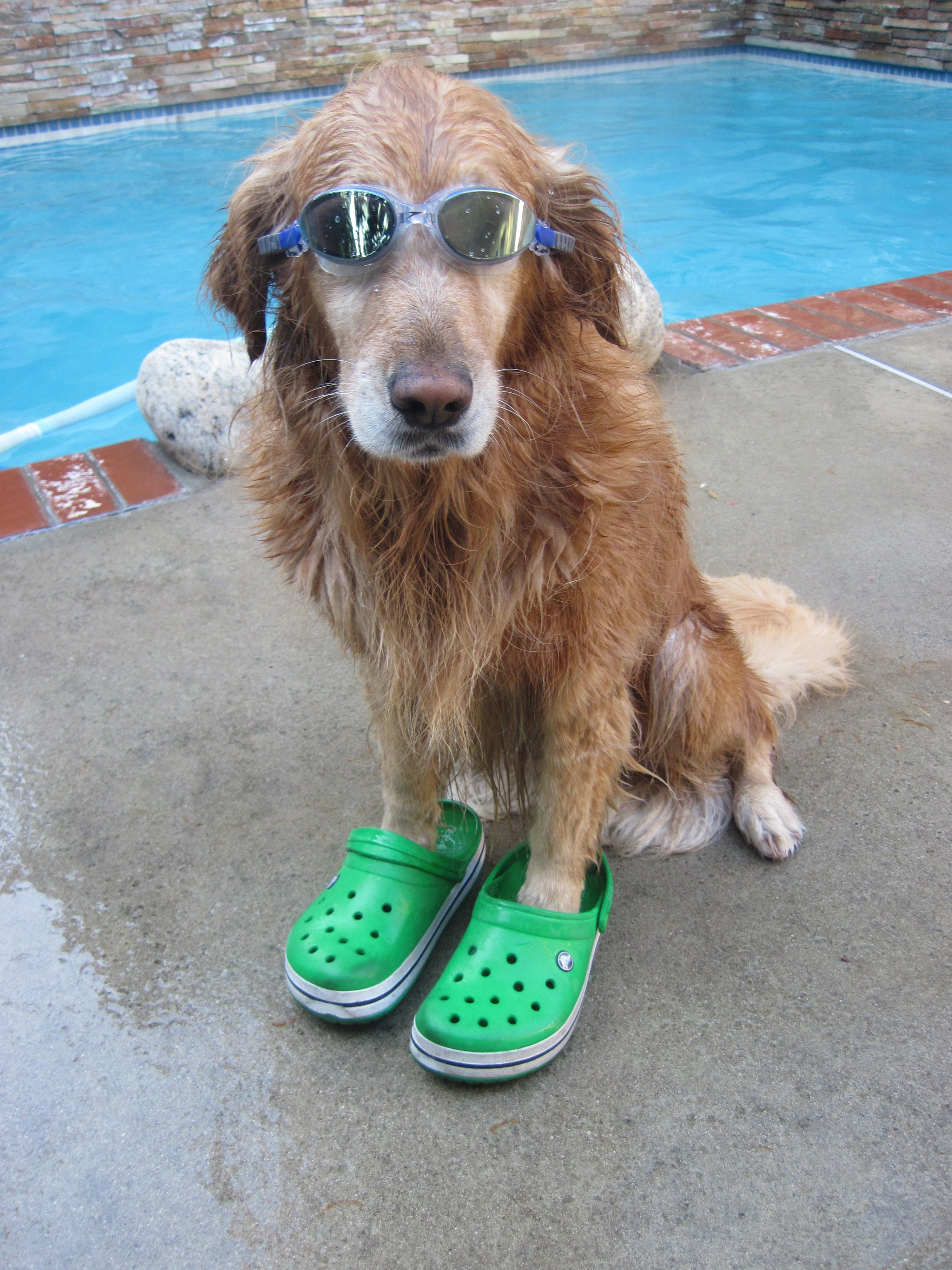 Detail Golden Retriever Crocs Nomer 39
