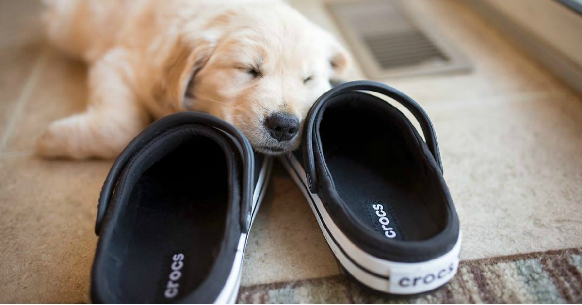 Detail Golden Retriever Crocs Nomer 41