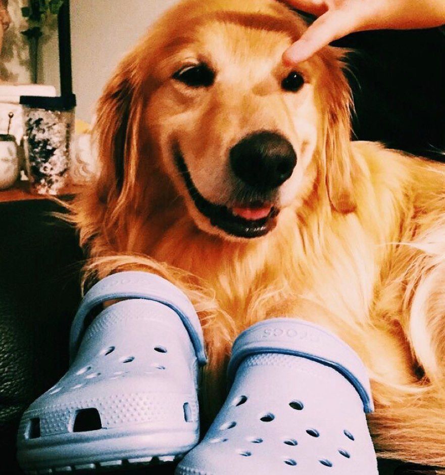 Detail Golden Retriever Crocs Nomer 6