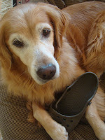 Detail Golden Retriever Crocs Nomer 56