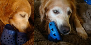 Detail Golden Retriever Crocs Nomer 59
