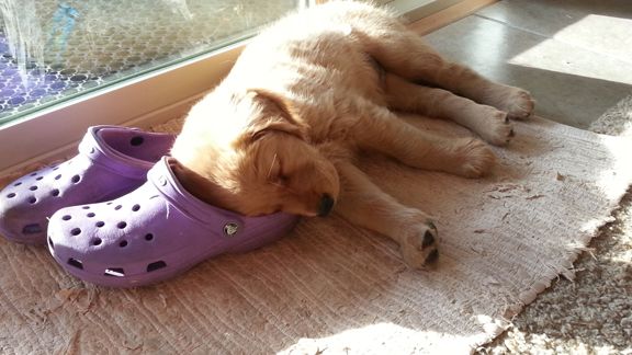 Detail Golden Retriever Crocs Nomer 7