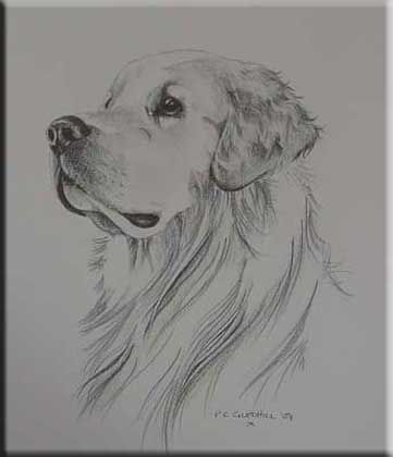 Golden Retriever Drawing Pencil - KibrisPDR