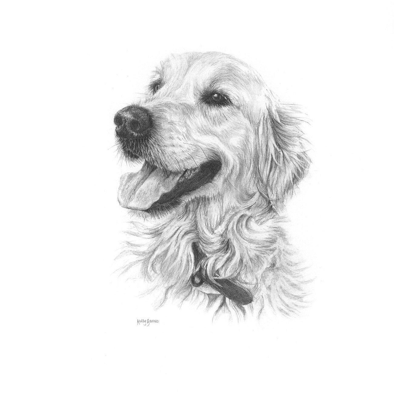 Detail Golden Retriever Drawing Pencil Nomer 13