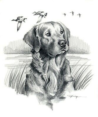 Detail Golden Retriever Drawing Pencil Nomer 14