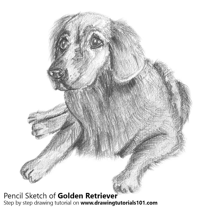 Detail Golden Retriever Drawing Pencil Nomer 17