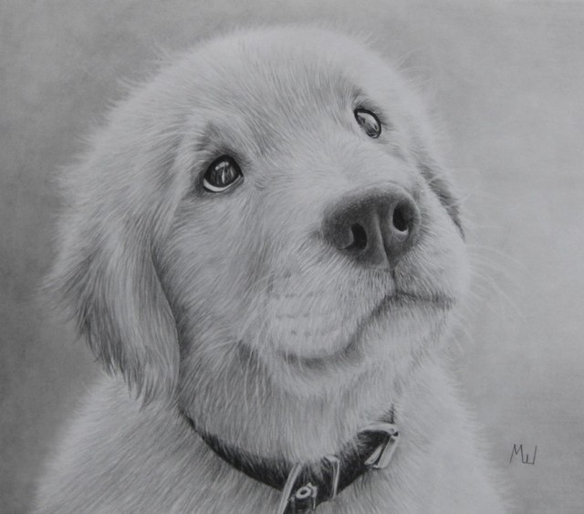 Detail Golden Retriever Drawing Pencil Nomer 19