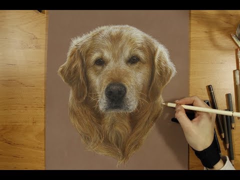 Detail Golden Retriever Drawing Pencil Nomer 20