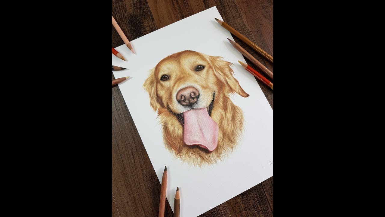 Detail Golden Retriever Drawing Pencil Nomer 21