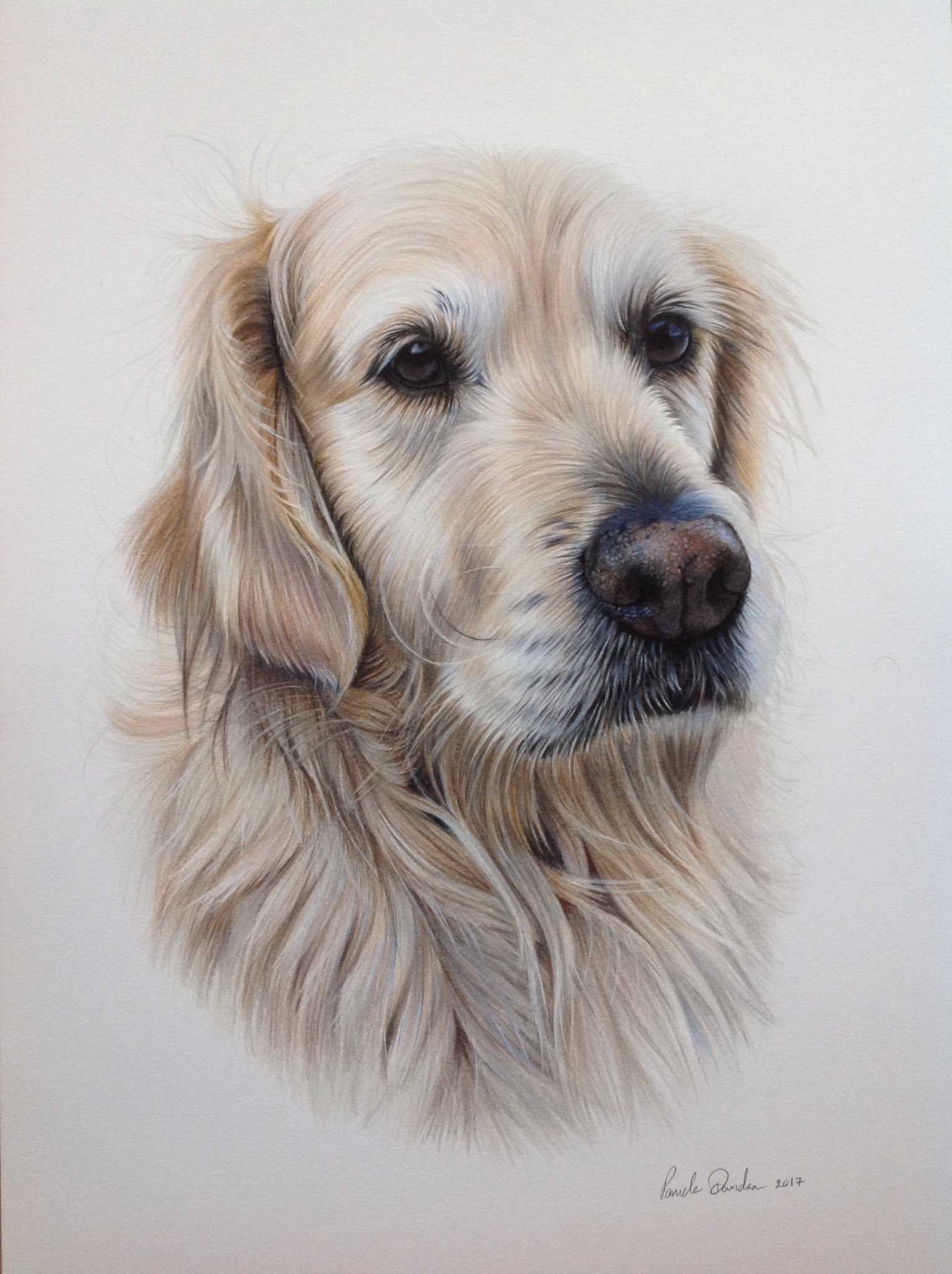 Detail Golden Retriever Drawing Pencil Nomer 22