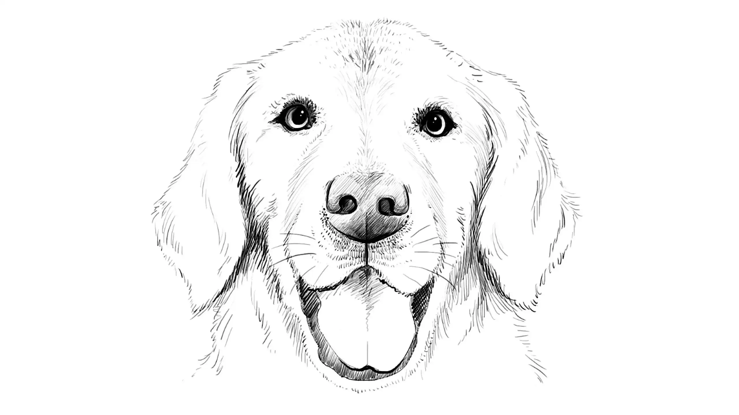 Detail Golden Retriever Drawing Pencil Nomer 25